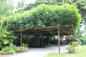 Hau Tree canopy